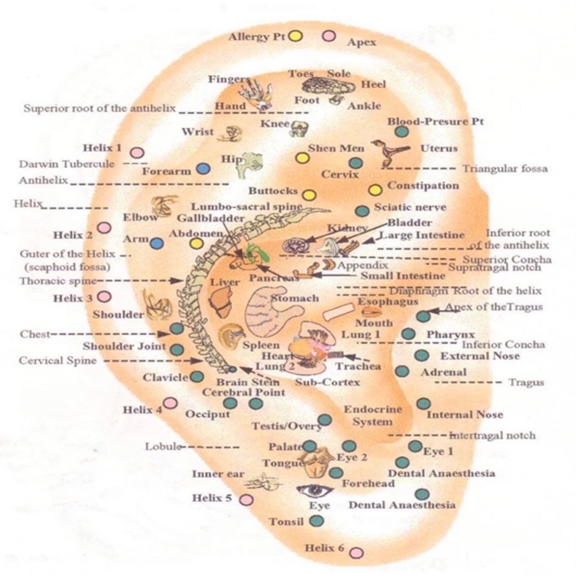 Ear Acupuncture (Auricular Acupuncture) Elixir Acupuncture & Herbal